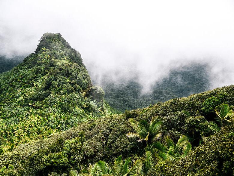 El Yunque National Forest, 波多黎各